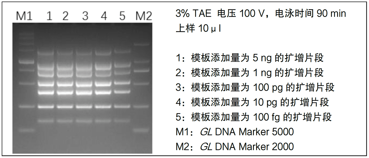 2X 多重 PCR 预混液(含染料) – 艾科瑞生物