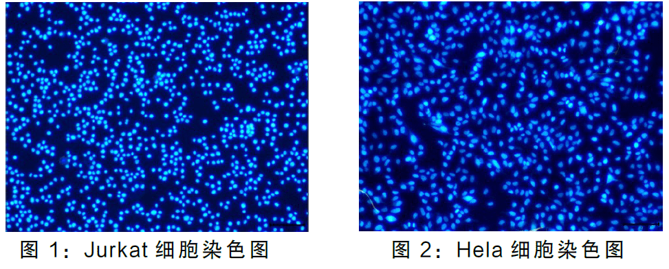 CytoDet DAPI 染色液（即用型） – 艾科瑞生物